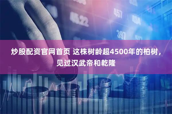 炒股配资官网首页 这株树龄超4500年的柏树，见过汉武帝和乾隆